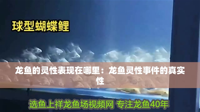 龍魚的靈性表現(xiàn)在哪里：龍魚靈性事件的真實(shí)性