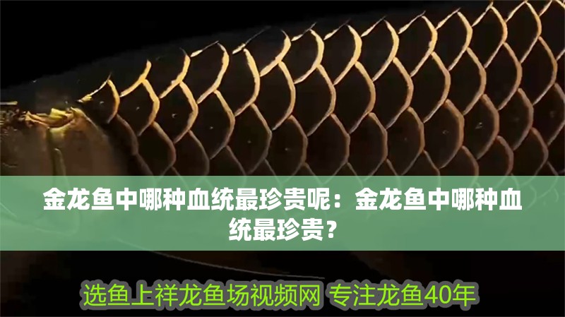 金龍魚中哪種血統最珍貴呢：金龍魚中哪種血統最珍貴？