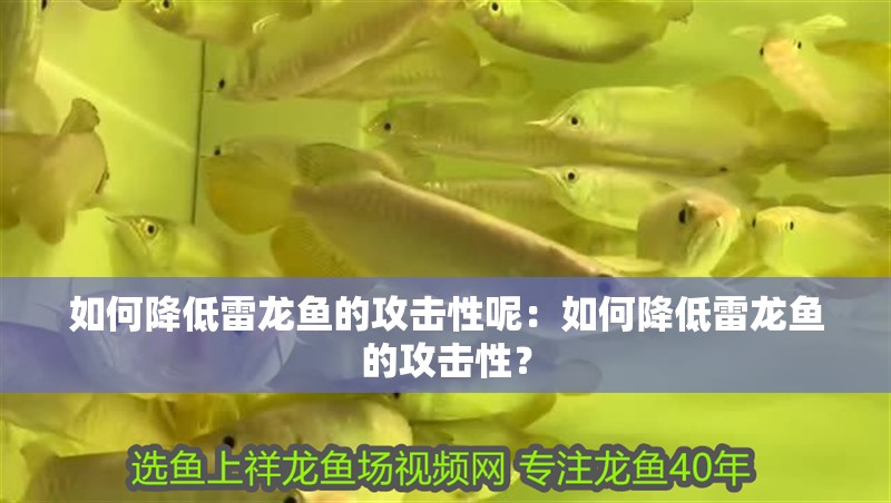 如何降低雷龍魚的攻擊性呢：如何降低雷龍魚的攻擊性？