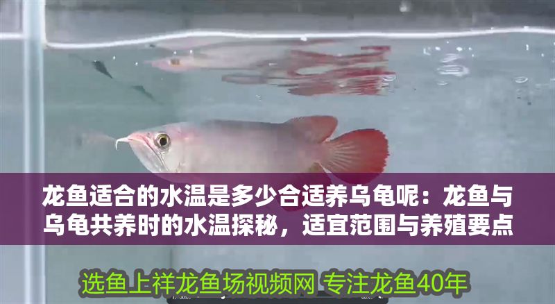 龍魚適合的水溫是多少合適養烏龜呢：龍魚與烏龜共養時的水溫探秘，適宜范圍與養殖要點