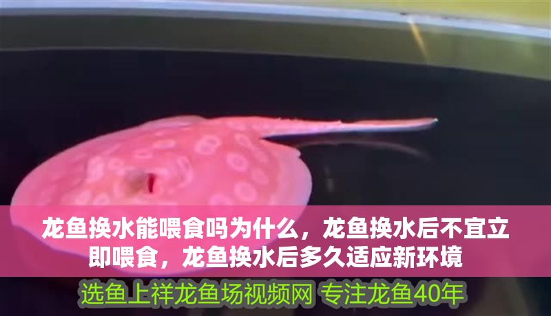 龍魚換水能喂食嗎為什么，龍魚換水后不宜立即喂食，龍魚換水后多久適應新環(huán)境