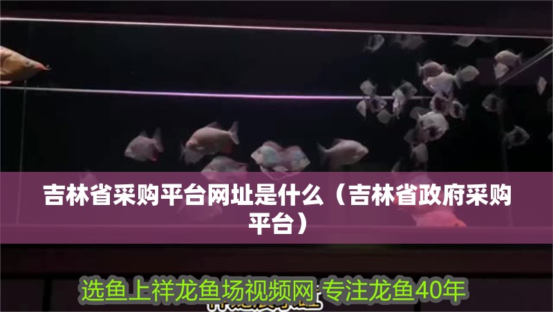 吉林省采購平臺網(wǎng)址是什么（吉林省政府采購平臺）