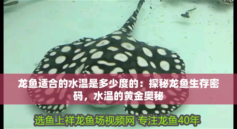 龍魚適合的水溫是多少度的：探秘龍魚生存密碼，水溫的黃金奧秘