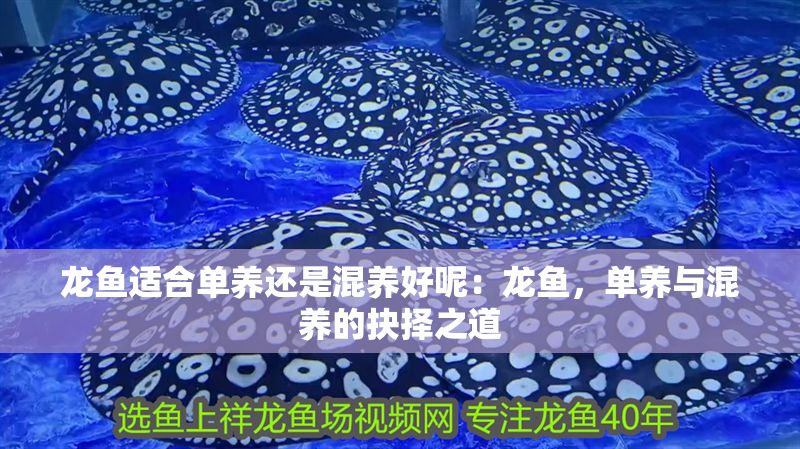 龍魚適合單養(yǎng)還是混養(yǎng)好呢：龍魚，單養(yǎng)與混養(yǎng)的抉擇之道 龍魚適合單養(yǎng)還是混養(yǎng)好呢：龍魚，單養(yǎng)與混養(yǎng)的抉擇之道 龍魚百科 第1張