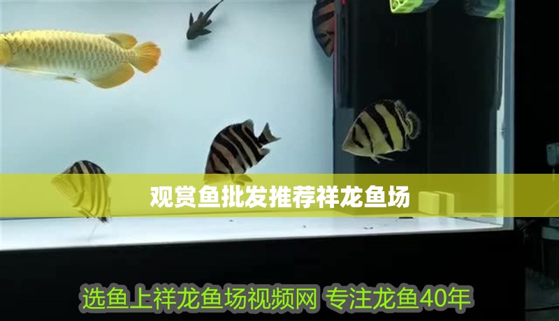 觀賞魚批發(fā)推薦祥龍魚場