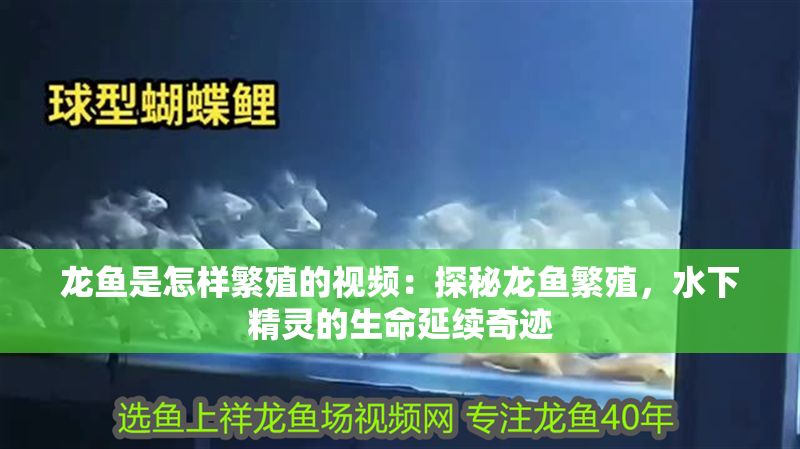 龍魚是怎樣繁殖的視頻：探秘龍魚繁殖，水下精靈的生命延續(xù)奇跡