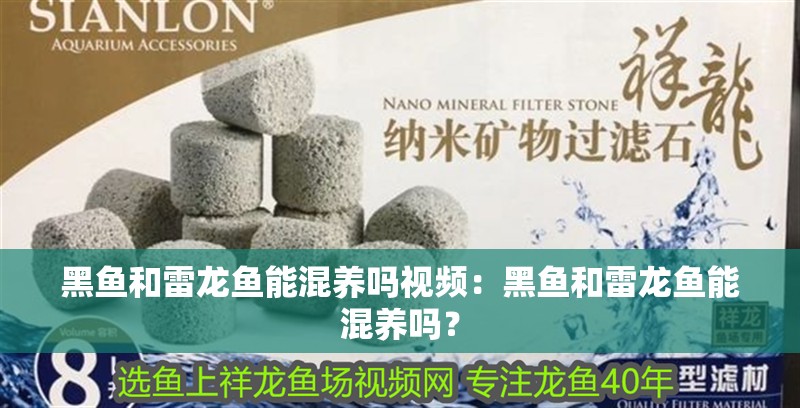 黑魚和雷龍魚能混養嗎視頻：黑魚和雷龍魚能混養嗎？