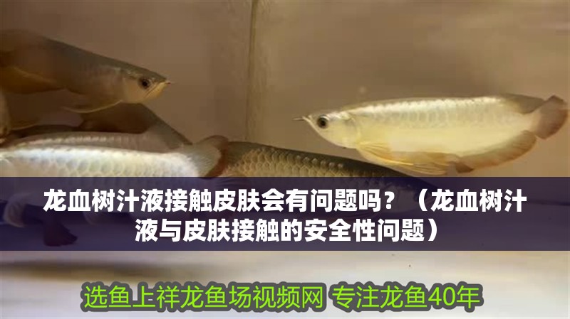 龍血樹汁液接觸皮膚會有問題嗎？（龍血樹汁液與皮膚接觸的安全性問題）