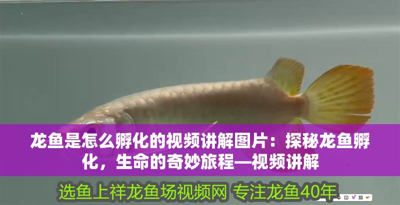龍魚是怎么孵化的視頻講解圖片：探秘龍魚孵化，生命的奇妙旅程—視頻講解