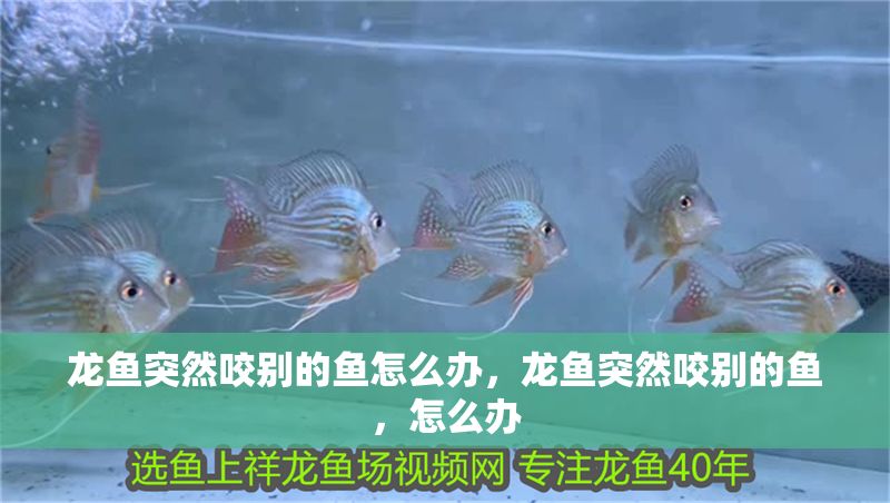 龍魚(yú)突然咬別的魚(yú)怎么辦，龍魚(yú)突然咬別的魚(yú)，怎么辦