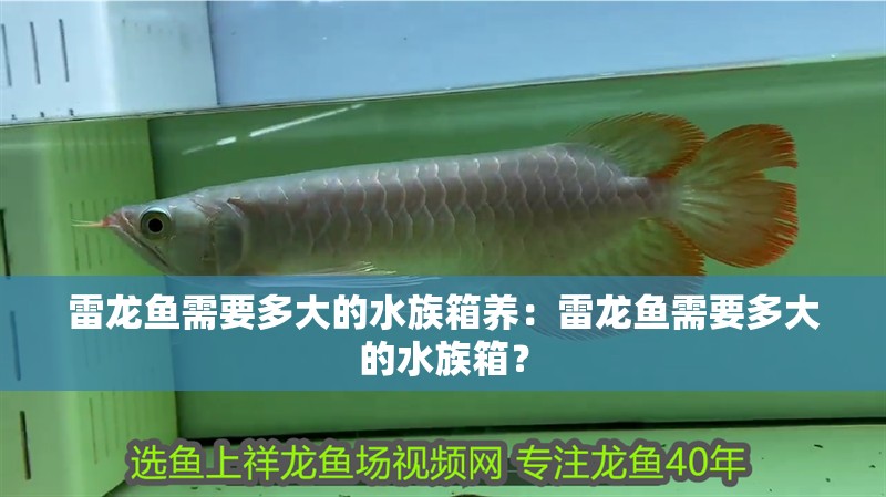 雷龍魚需要多大的水族箱養：雷龍魚需要多大的水族箱？