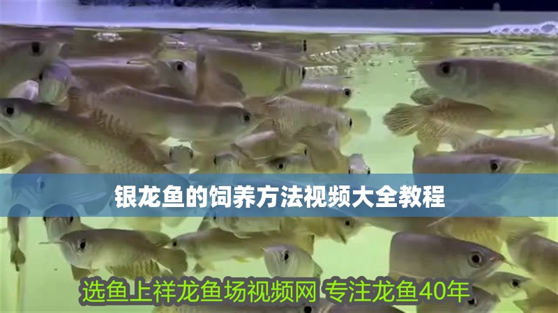 銀龍魚的飼養方法視頻大全教程 銀龍魚的飼養方法視頻大全教程 龍魚百科