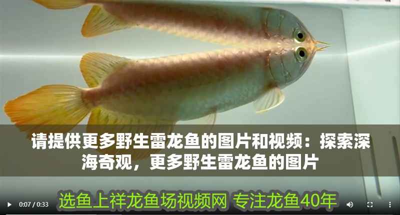 請提供更多野生雷龍魚的圖片和視頻：探索深海奇觀，更多野生雷龍魚的圖片