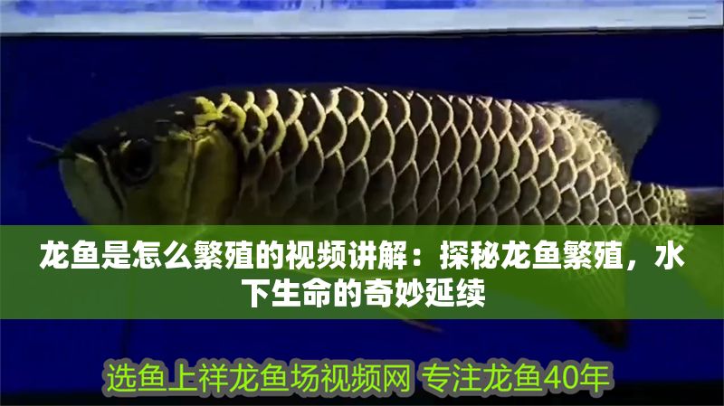 龍魚是怎么繁殖的視頻講解：探秘龍魚繁殖，水下生命的奇妙延續