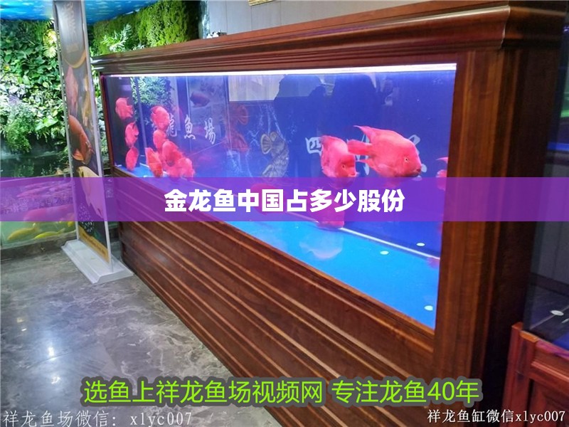 金龍魚中國占多少股份 金龍魚中國占多少股份 龍魚百科