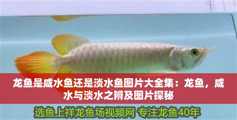 龍魚是咸水魚還是淡水魚圖片大全集：龍魚，咸水與淡水之辨及圖片探秘 龍魚是咸水魚還是淡水魚圖片大全集：龍魚，咸水與淡水之辨及圖片探秘 龍魚百科 第1張