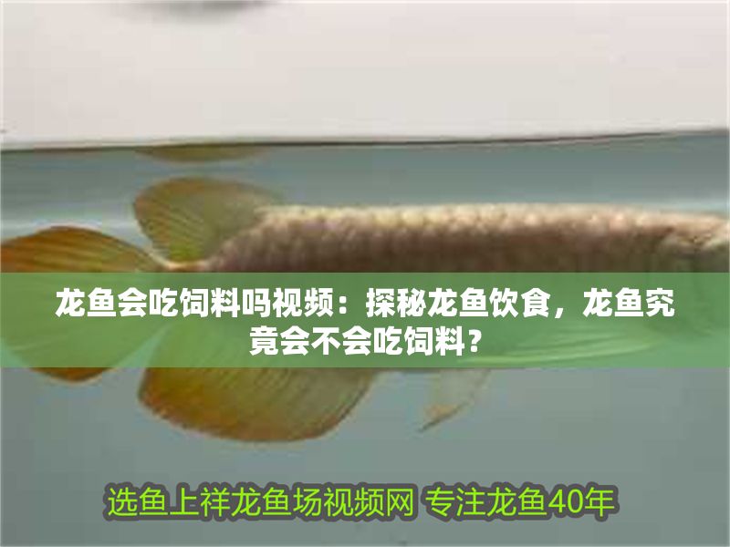龍魚會吃飼料嗎視頻：探秘龍魚飲食，龍魚究竟會不會吃飼料？