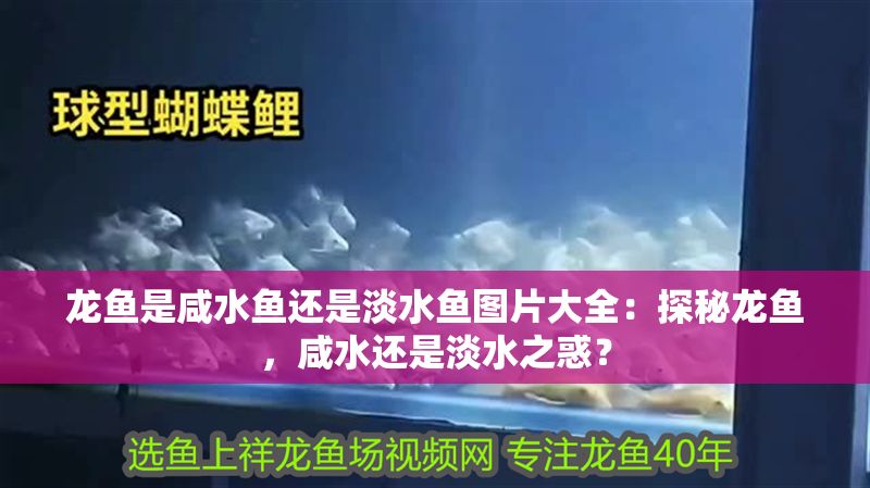 龍魚是咸水魚還是淡水魚圖片大全：探秘龍魚，咸水還是淡水之惑？