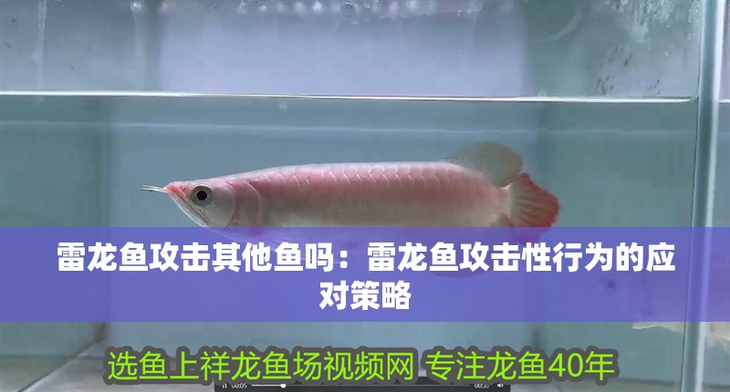 雷龍魚攻擊其他魚嗎：雷龍魚攻擊性行為的應(yīng)對(duì)策略