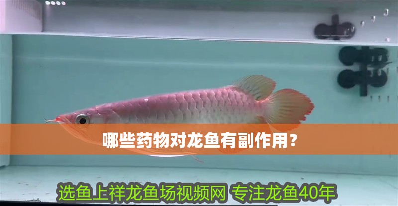 哪些藥物對龍魚有副作用？ 哪些藥物對龍魚有副作用？ 龍魚百科