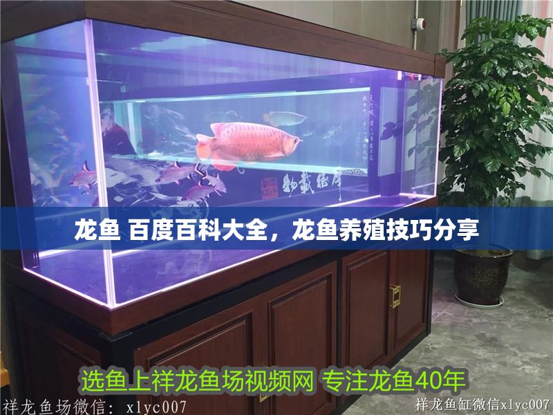 龍魚 百度百科大全，龍魚養(yǎng)殖技巧分享 龍魚 百度百科大全，龍魚養(yǎng)殖技巧分享 龍魚百科 第2張