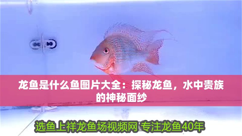 龍魚是什么魚圖片大全：探秘龍魚，水中貴族的神秘面紗