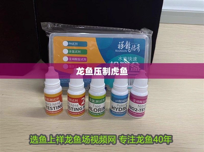 龍魚壓制虎魚 龍魚壓制虎魚 龍魚百科