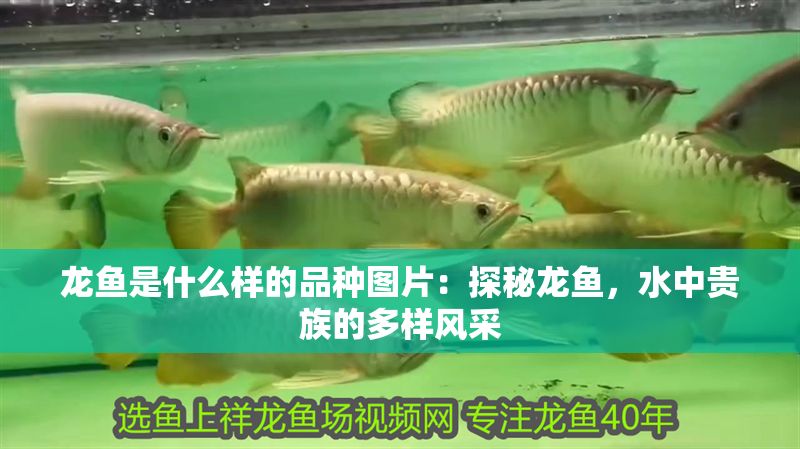 龍魚是什么樣的品種圖片：探秘龍魚，水中貴族的多樣風采