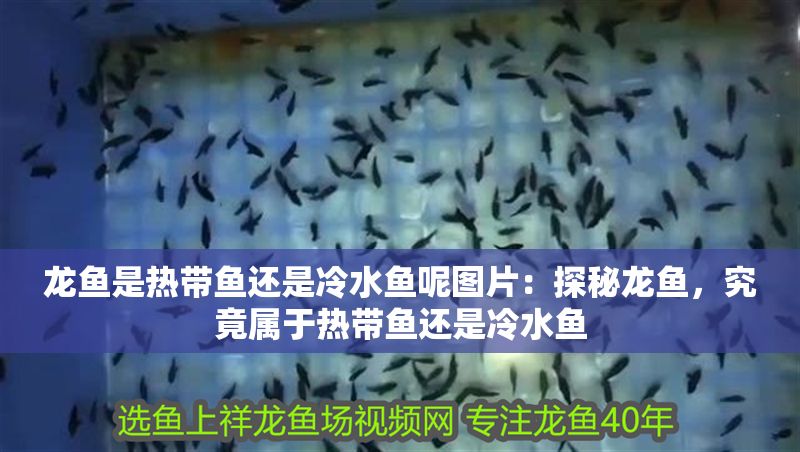 龍魚是熱帶魚還是冷水魚呢圖片：探秘龍魚，究竟屬于熱帶魚還是冷水魚