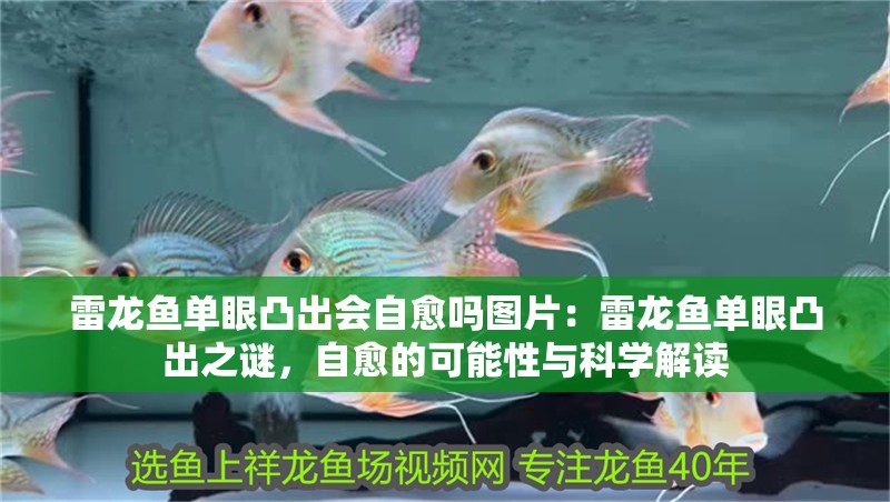 雷龍魚單眼凸出會自愈嗎圖片：雷龍魚單眼凸出之謎，自愈的可能性與科學解讀