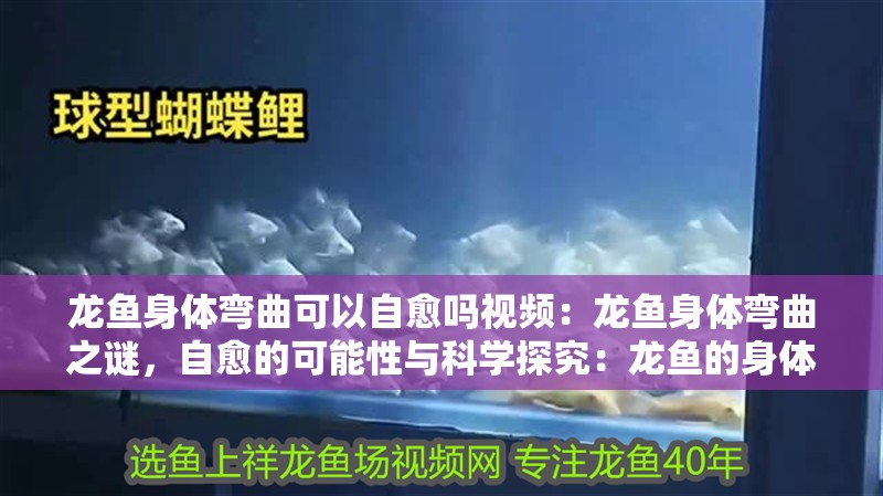 龍魚身體彎曲可以自愈嗎視頻：龍魚身體彎曲之謎，自愈的可能性與科學探究：龍魚的身體彎曲能否自我修復？