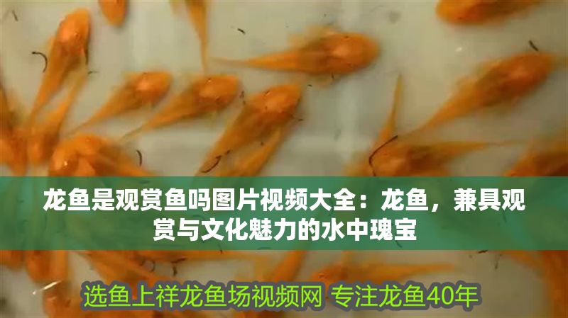 龍魚是觀賞魚嗎圖片視頻大全：龍魚，兼具觀賞與文化魅力的水中瑰寶 龍魚是觀賞魚嗎圖片視頻大全：龍魚，兼具觀賞與文化魅力的水中瑰寶 龍魚百科 第1張