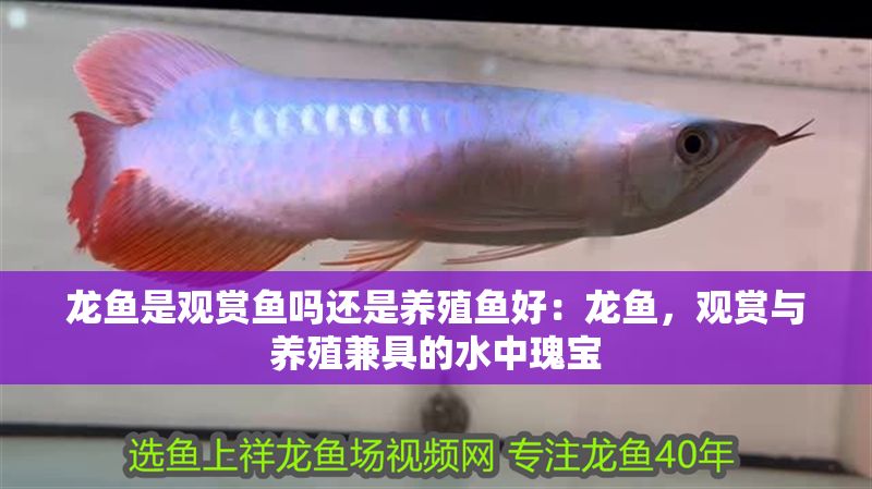龍魚是觀賞魚嗎還是養殖魚好：龍魚，觀賞與養殖兼具的水中瑰寶