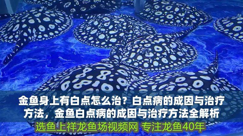 金魚身上有白點怎么治？白點病的成因與治療方法，金魚白點病的成因與治療方法全解析