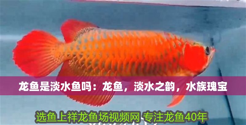 龍魚是淡水魚嗎：龍魚，淡水之韻，水族瑰寶