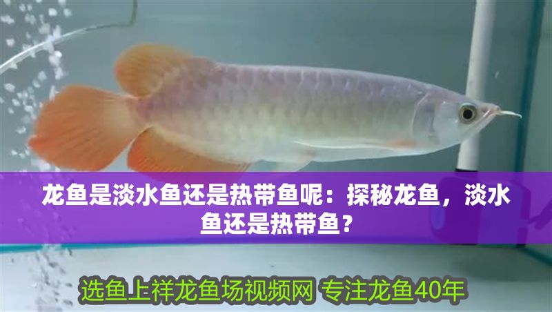 龍魚是淡水魚還是熱帶魚呢：探秘龍魚，淡水魚還是熱帶魚？