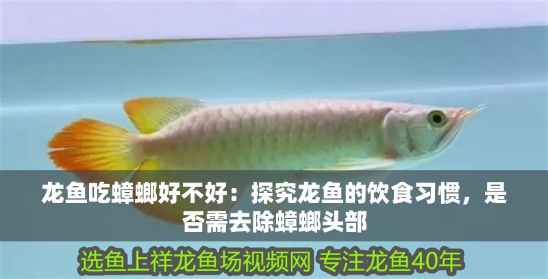龍魚吃蟑螂好不好：探究龍魚的飲食習(xí)慣，是否需去除蟑螂頭部