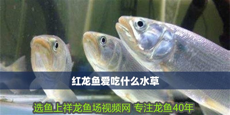 紅龍魚(yú)愛(ài)吃什么水草