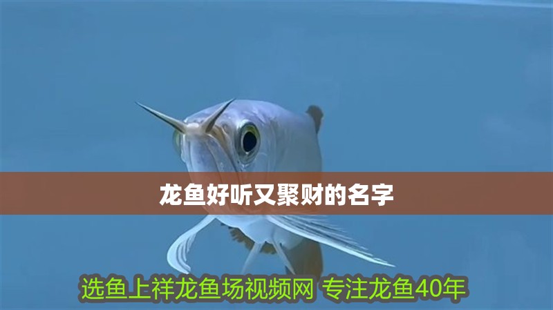 龍魚好聽又聚財的名字 龍魚好聽又聚財的名字 龍魚百科