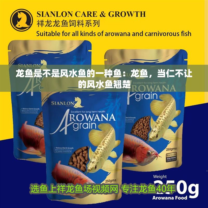 龍魚(yú)是不是風(fēng)水魚(yú)的一種魚(yú)：龍魚(yú)，當(dāng)仁不讓的風(fēng)水魚(yú)翹楚