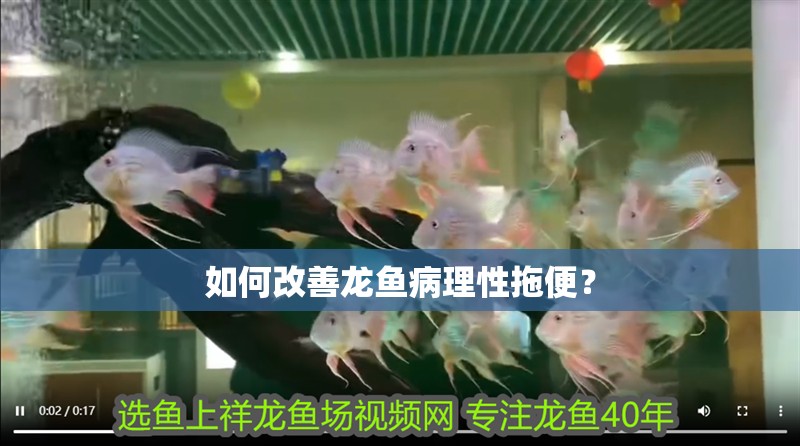 如何改善龍魚病理性拖便？ 如何改善龍魚病理性拖便？ 龍魚百科