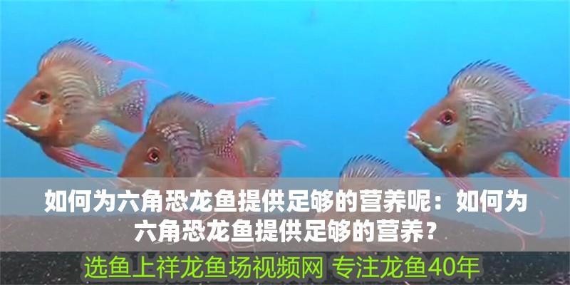 如何為六角恐龍魚提供足夠的營養呢：如何為六角恐龍魚提供足夠的營養？