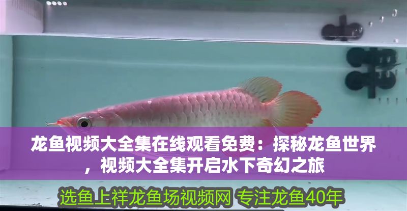 龍魚視頻大全集在線觀看免費(fèi)：探秘龍魚世界，視頻大全集開啟水下奇幻之旅