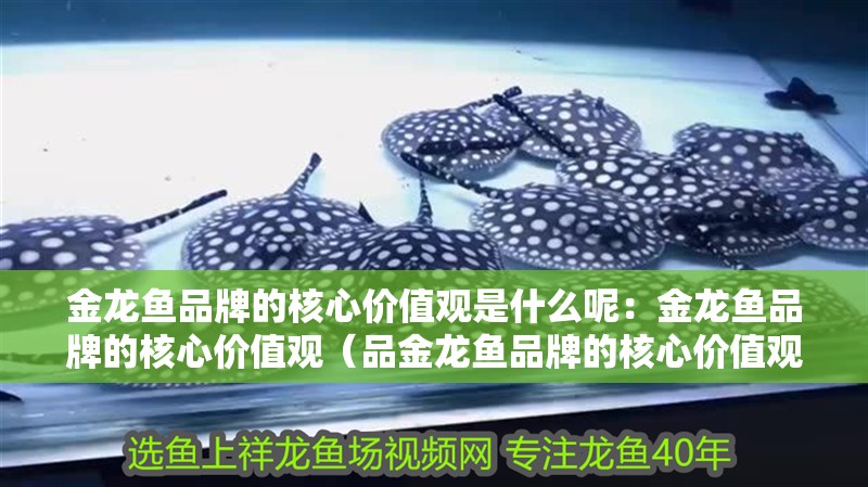 金龍魚品牌的核心價值觀是什么呢：金龍魚品牌的核心價值觀（品金龍魚品牌的核心價值觀）