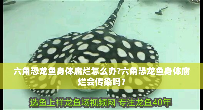 六角恐龍魚身體腐爛怎么辦?六角恐龍魚身體腐爛會傳染嗎？