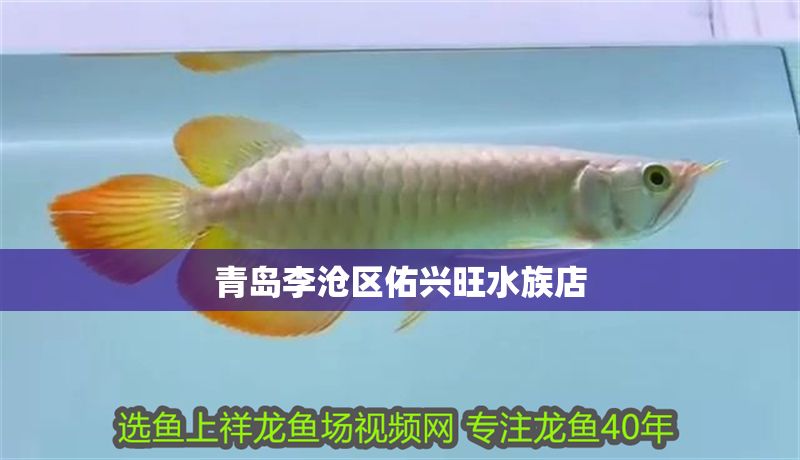 青島李滄區佑興旺水族店