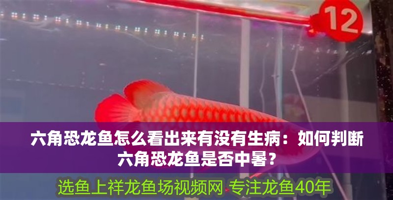 六角恐龍魚怎么看出來有沒有生病：如何判斷六角恐龍魚是否中暑？