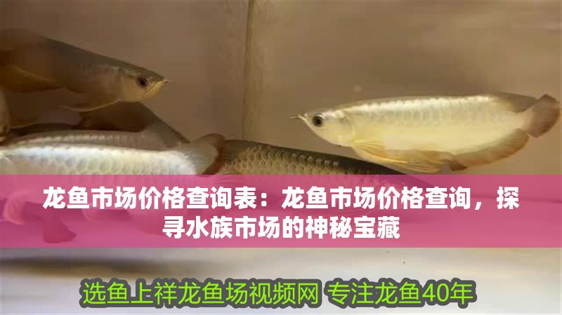 龍魚市場價格查詢表：龍魚市場價格查詢，探尋水族市場的神秘寶藏
