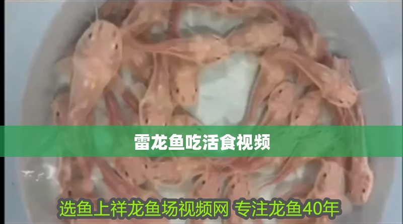 雷龍魚吃活食視頻