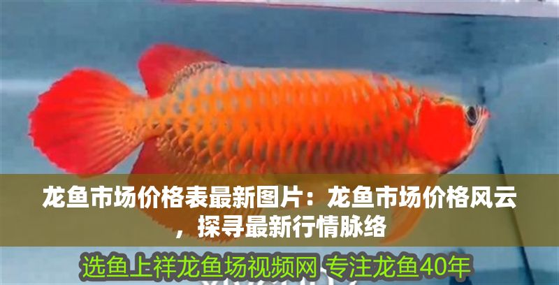 龍魚市場價格表最新圖片：龍魚市場價格風云，探尋最新行情脈絡